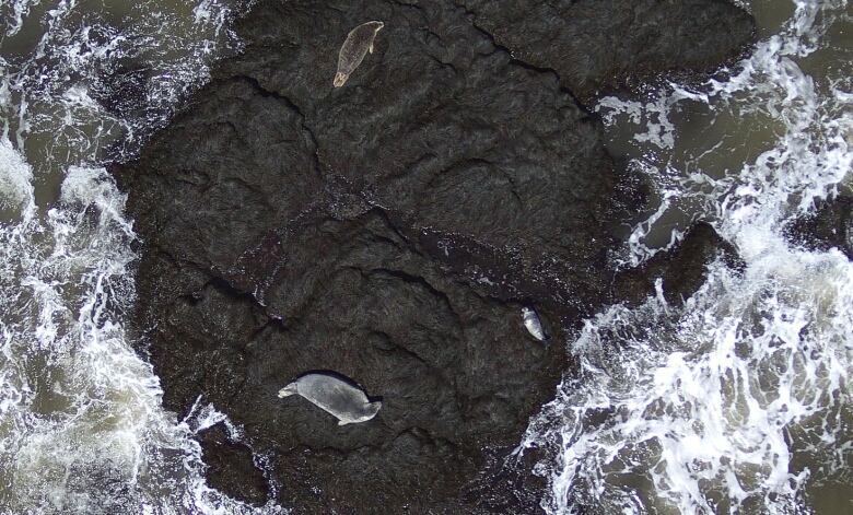 Habour seals rest on seaweed covered rocks with a seal pup.