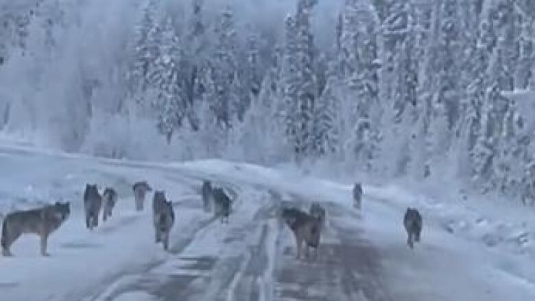 A pack of wolves is seen on a snowy road.