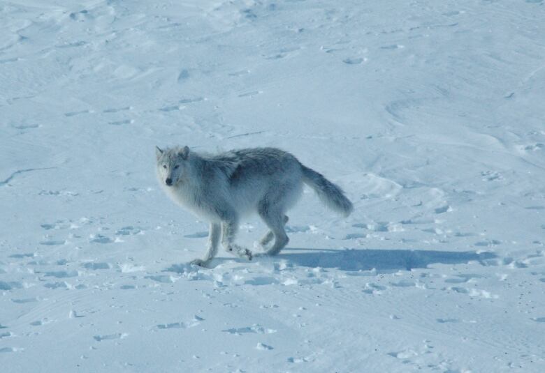 A grey and white wolf is seen walking on a bare, snowy landscape.