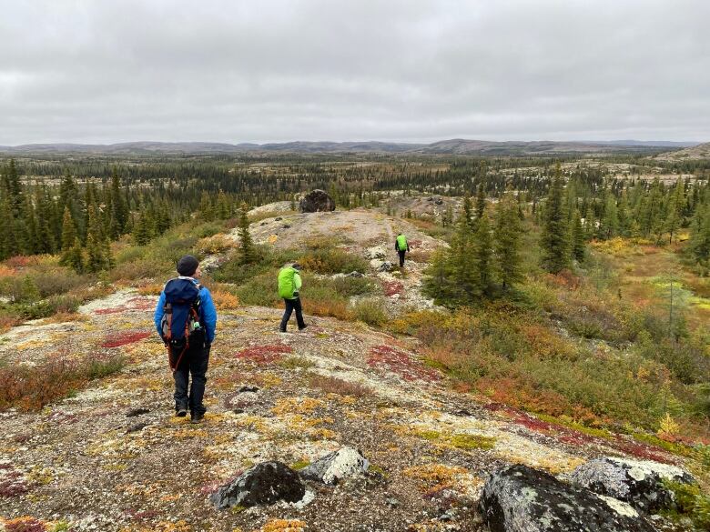 A group of people walk through wilderness shrubland.