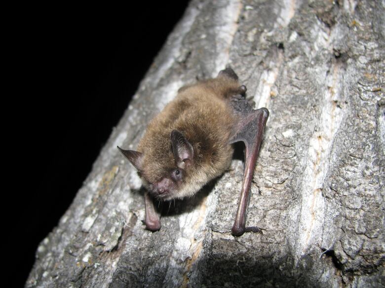 A small bat on tree bark. 