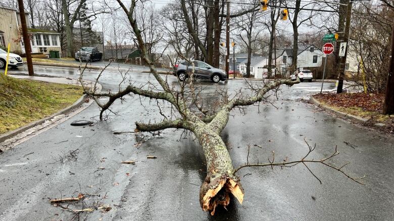 A large branch is seen on the pavement during the rain.