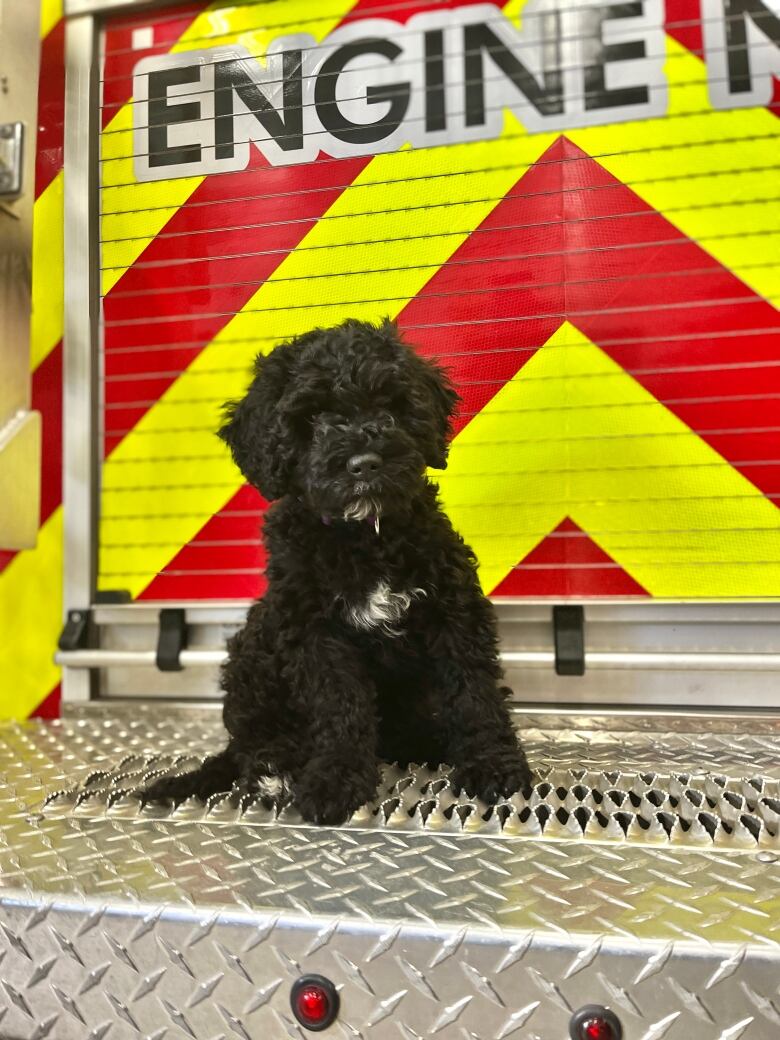 A puppy sits on the back of a fire truck.