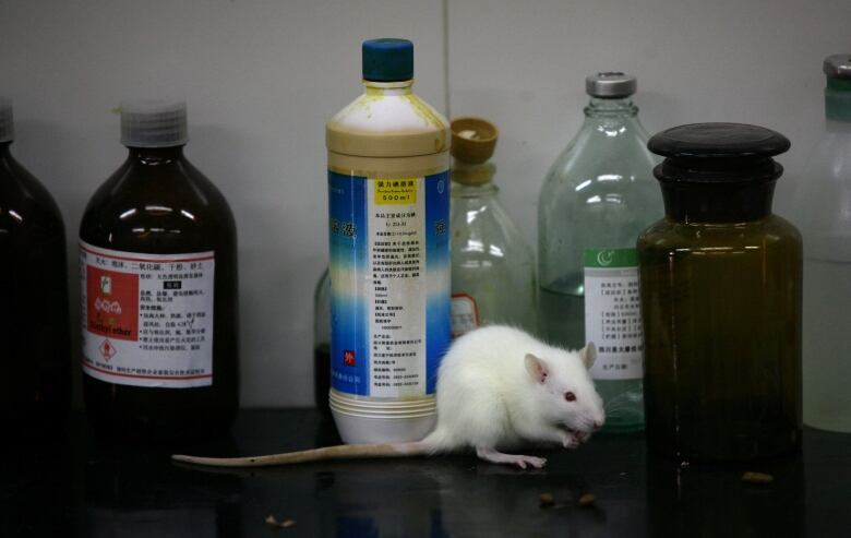 A white rat stands on a desk in front of several bottles of unknown liquids.