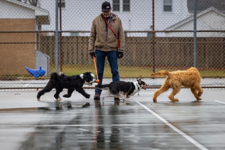 A man holds a ball outside as three dogs run by.