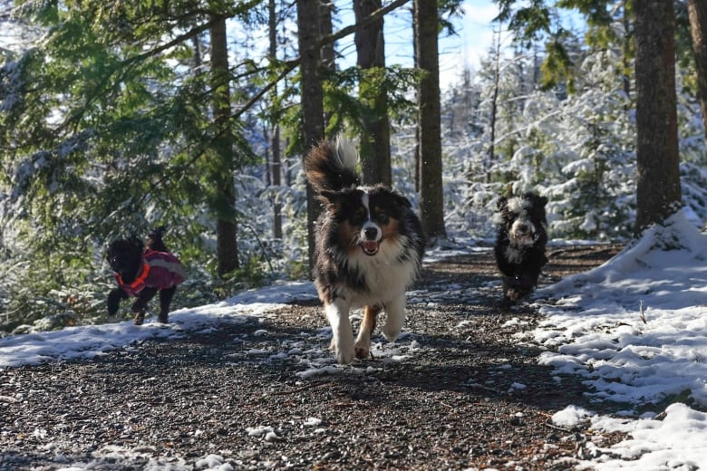 three dogs in a snowy forest.