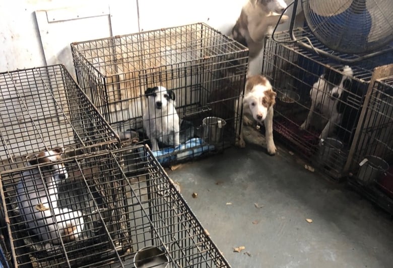 Four dogs in a room in rusty cages.