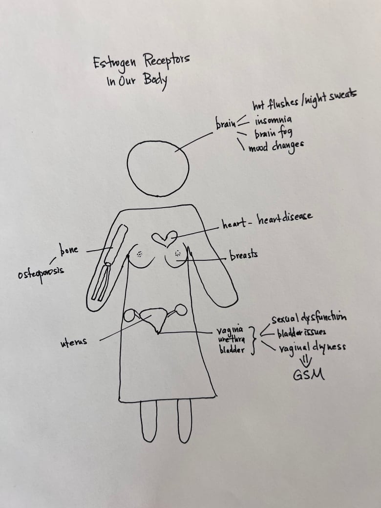 A stick figure showing where on the body there are estrogen receptors.