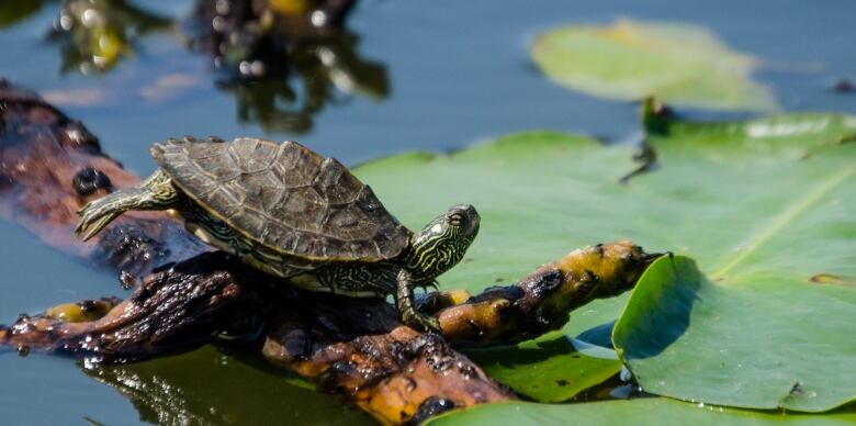 A Northern map turtle sits on a log on the surface of a pond. 