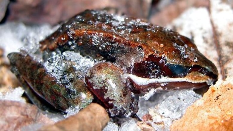 A wood frog sits on the ground, encased in ice. 