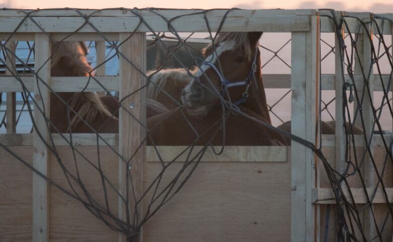 Horses must stand and don't receive food, water or veterinary care during their flight from Canada to Japan. The legal limit is 28 hours but advocates say they are often longer.