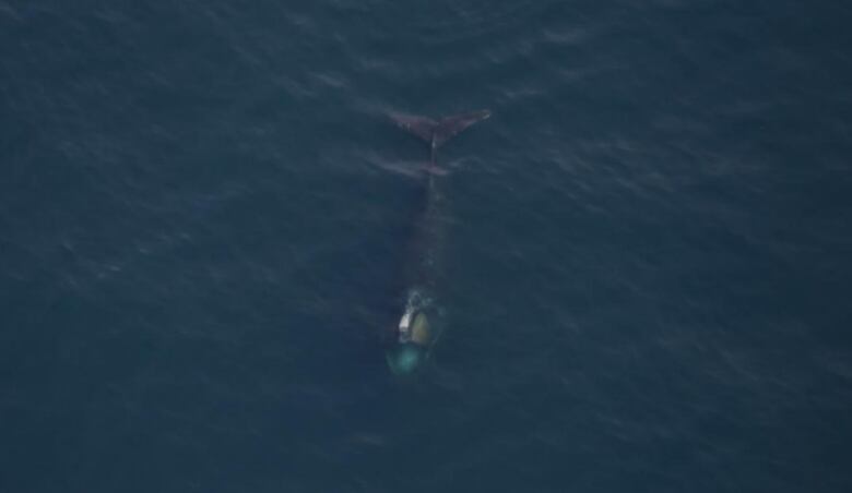 A whale swimming just under the surface of the ocean. 