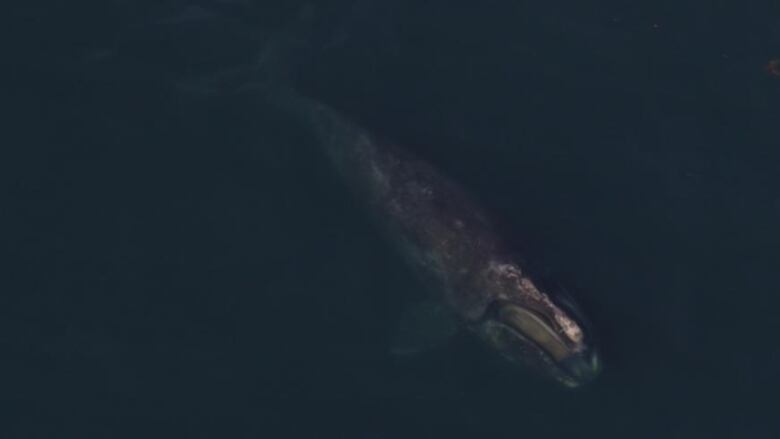 A north atlantic right whale swimming in the ocean.