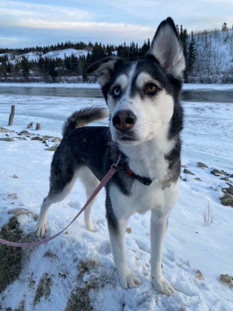 An earnest husky with mismatched eyes poses in the snow.