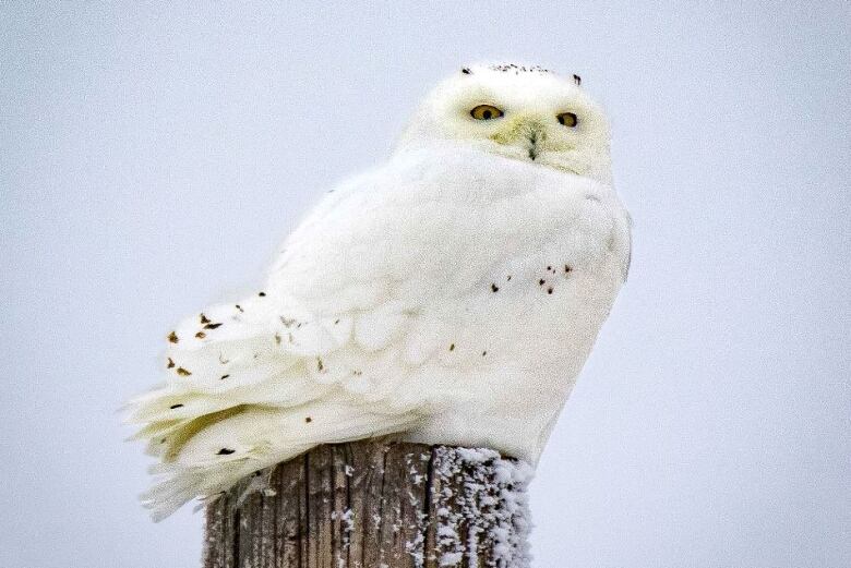 A snowy owl on a stump.