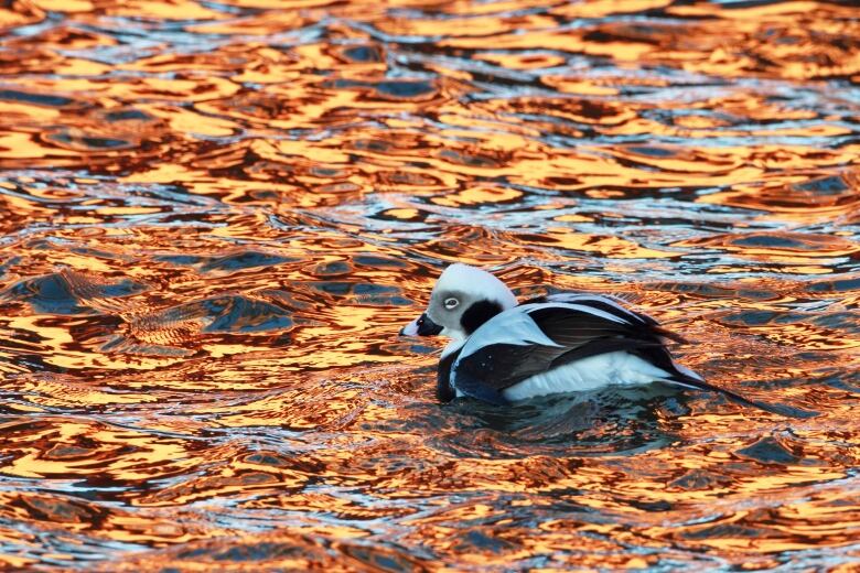 A black and white duck with a white eye ring and a long black tail floats on water lit red by the sunset