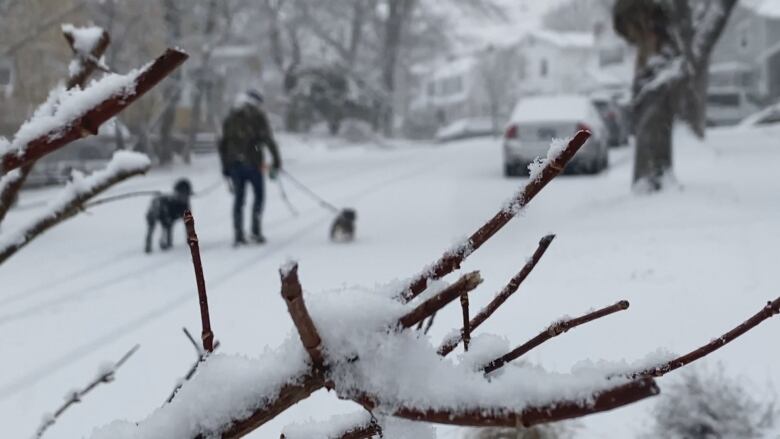 A person walks their dogs in a snowfilled street. 