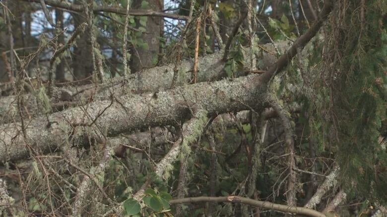 Trees lay fallen in the woods.