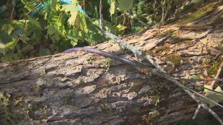 A tube lies on top of a downed tree.