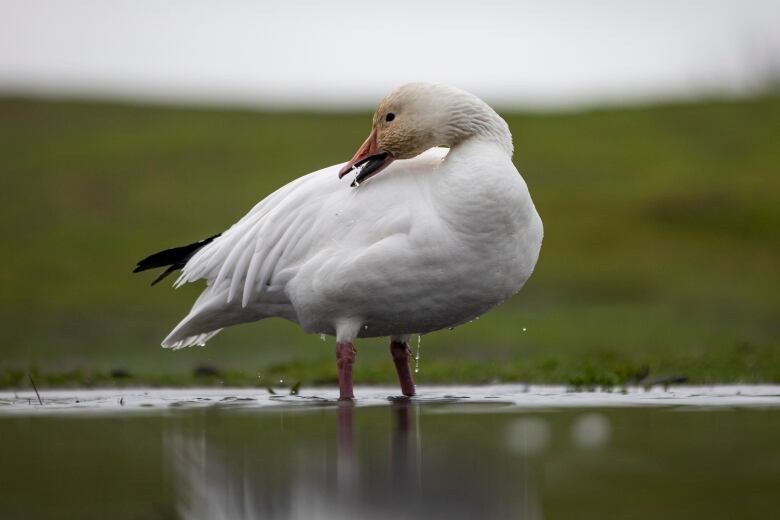 A white snow goose with a brownish face and dark beak preens itself while standing in a small body of water in a park.