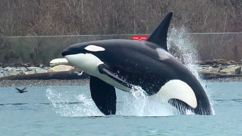 A killer whale clears the waters of the inner harbour near Brockton Point in Stanley Park.