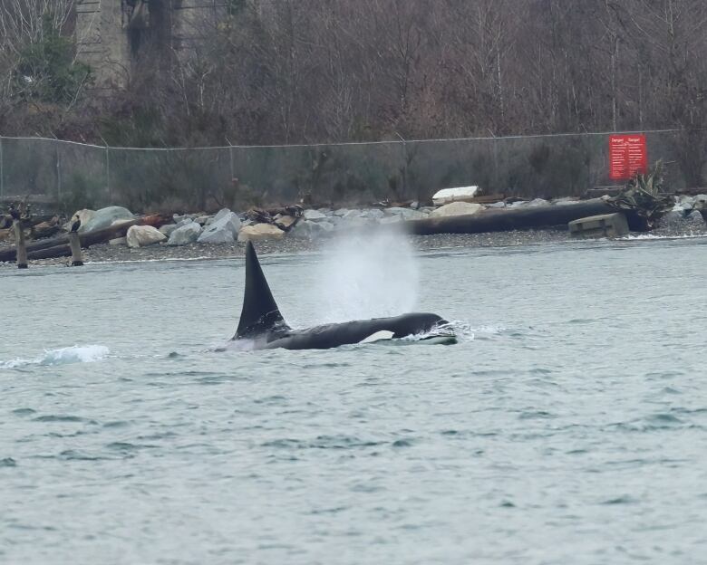 An orca is seen jumping out of Vancouver waters near Stanley Park. 