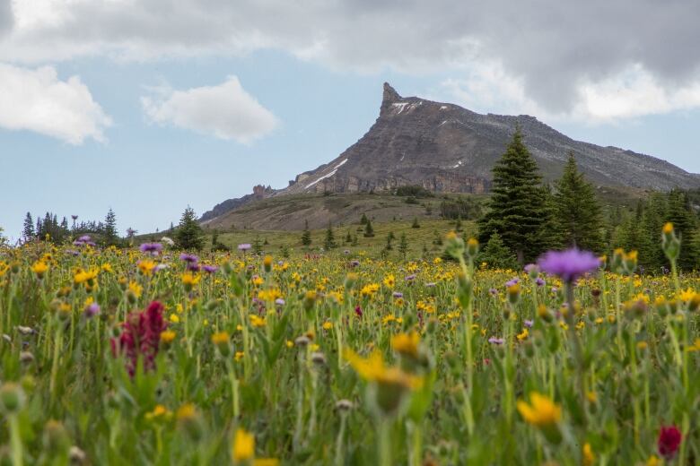 Purple, yellow and red flowers grow in an alpine meadow in front of a distinct mountain peak known as The Fang, shaped like an upward-pointing dog's tooth, in Banff National Park. 