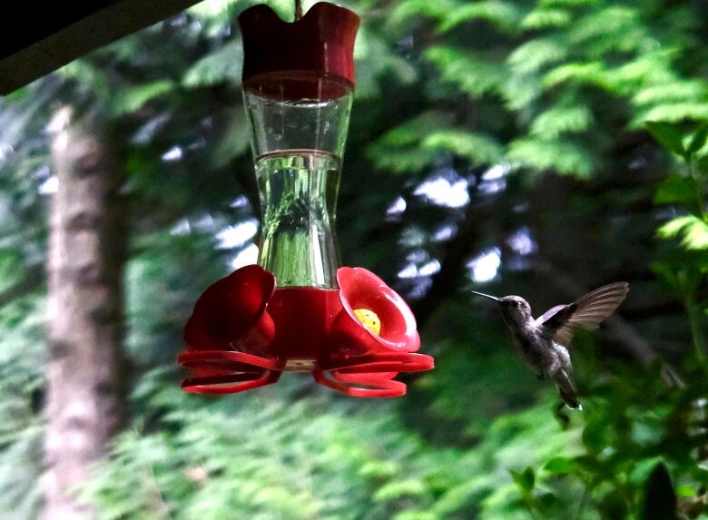 A hummingbird is shown at a feeder, against a backdrop of green foliage.