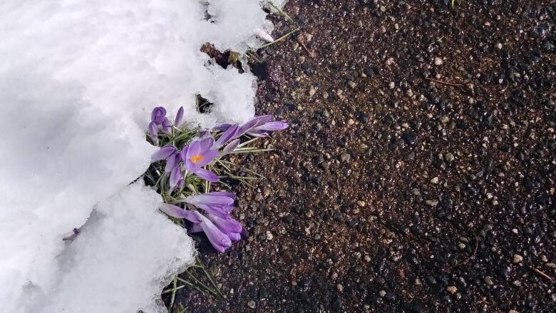 A purple flower is pictured peaking out from under some snow. 