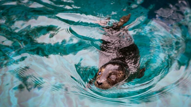 A seak is swimming in blue water, with one eye shut. 