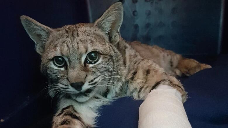 A bobcat is pictured with a cast on its left paw