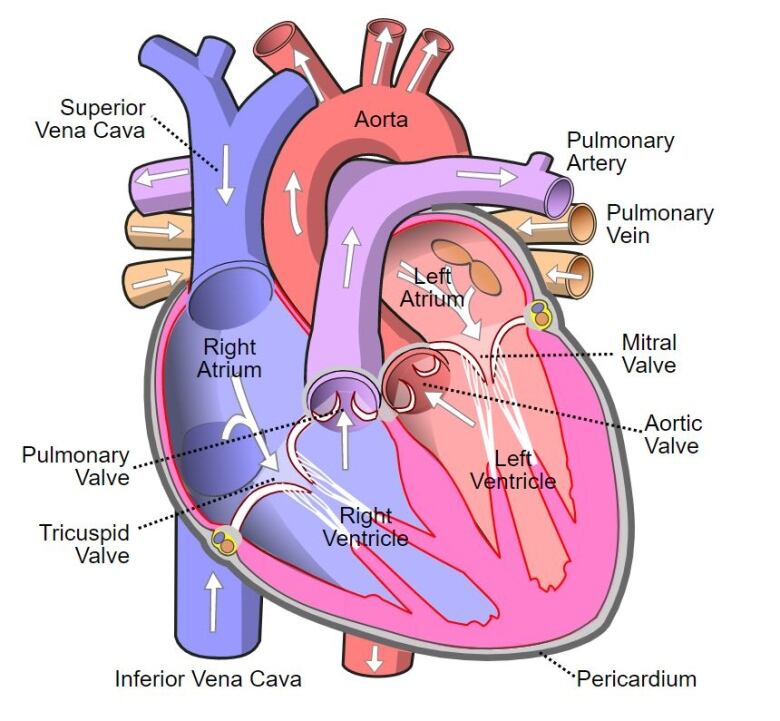 A labelled scientific diagram of a dissection of the heart, showing a large mass in the centre and tubular veins and vessels wrapped around and sticking out