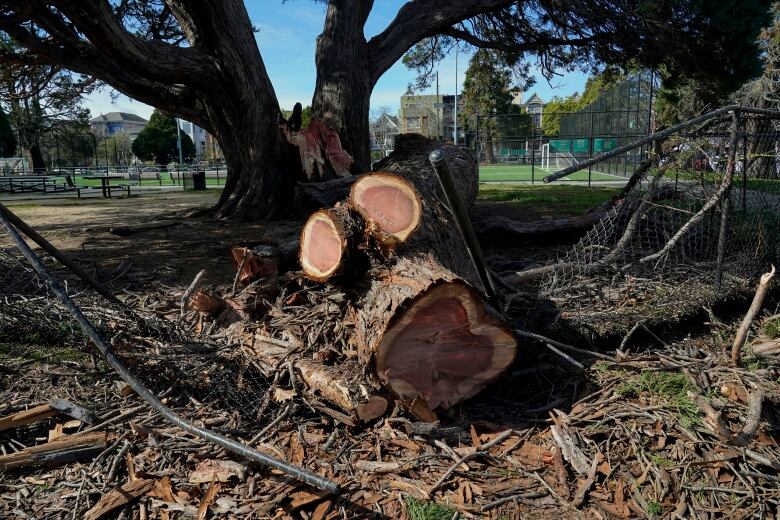 A tree with its trunk chopped into pieces.