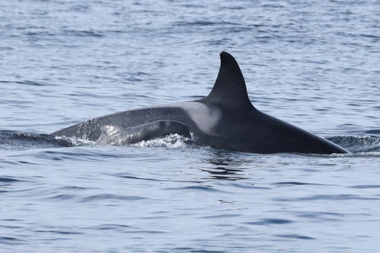 A female orca dips below the surface of the water with a newborn pilot whale at her side.