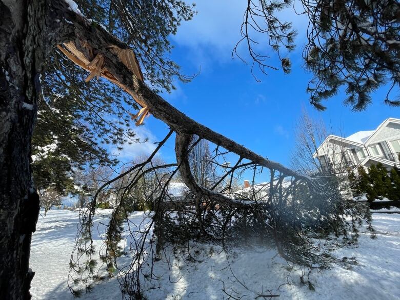 A large tree branch is racked and laying on the ground, danging from a tree. 