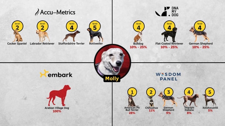 A graphic showing Molly's DNA results from each company are completely different. 