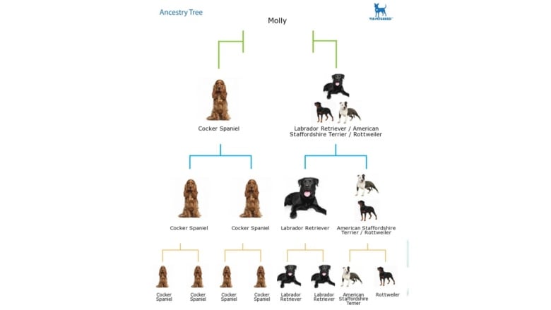 A chart with one half of Molly's relatives being cocker spaniel, the other half a mix of multiple breeds.