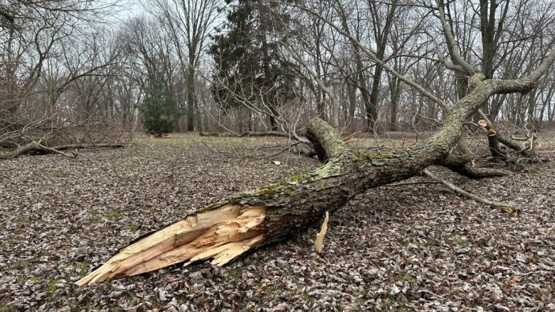 A broken tree limb lays on the ground.