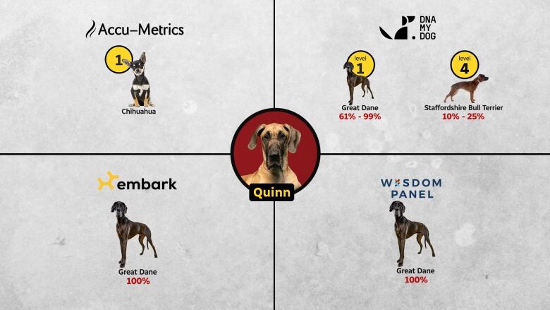 A chart showing what breeds companies identified in Quinn's DNA.