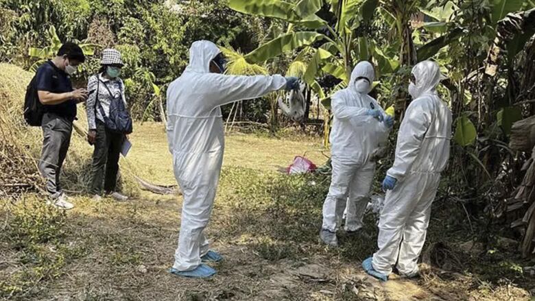 Three people in white Hazmat suits, also wearing masks and plastic gloves, handle dead birds found next to a patch of leafy vegetation. Two bystanders, also wearing masks, look on.