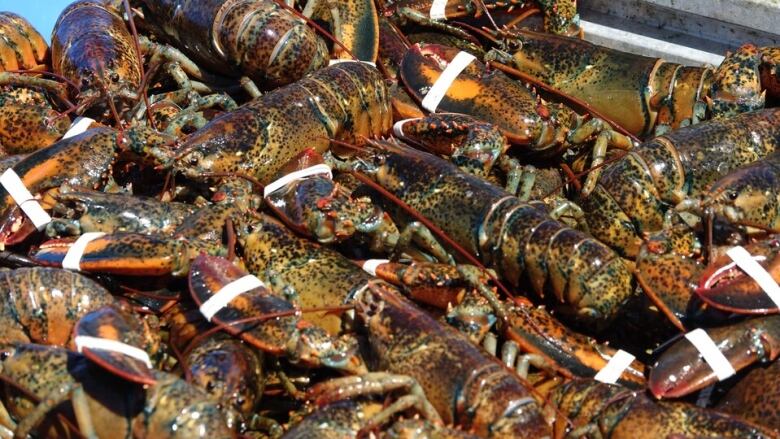 A crate of freshly caught lobster