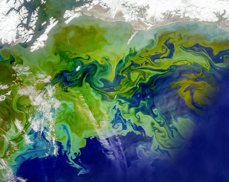 Green swirls of phytoplankton are seen against a deep blue ocean.