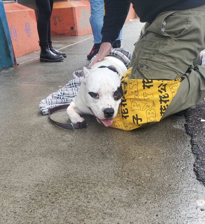 A small pitbull dog lies on the pavement with his tongue wagging