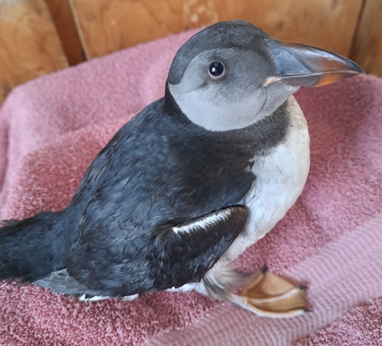 A small Atlantic puffin looks upward while sitting gingerly on a rose-coloured towel.