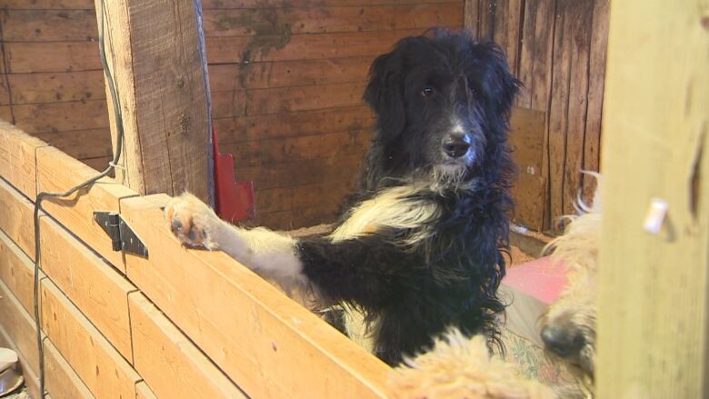 A black and white dog standing on its hind legs against a wall in a barn