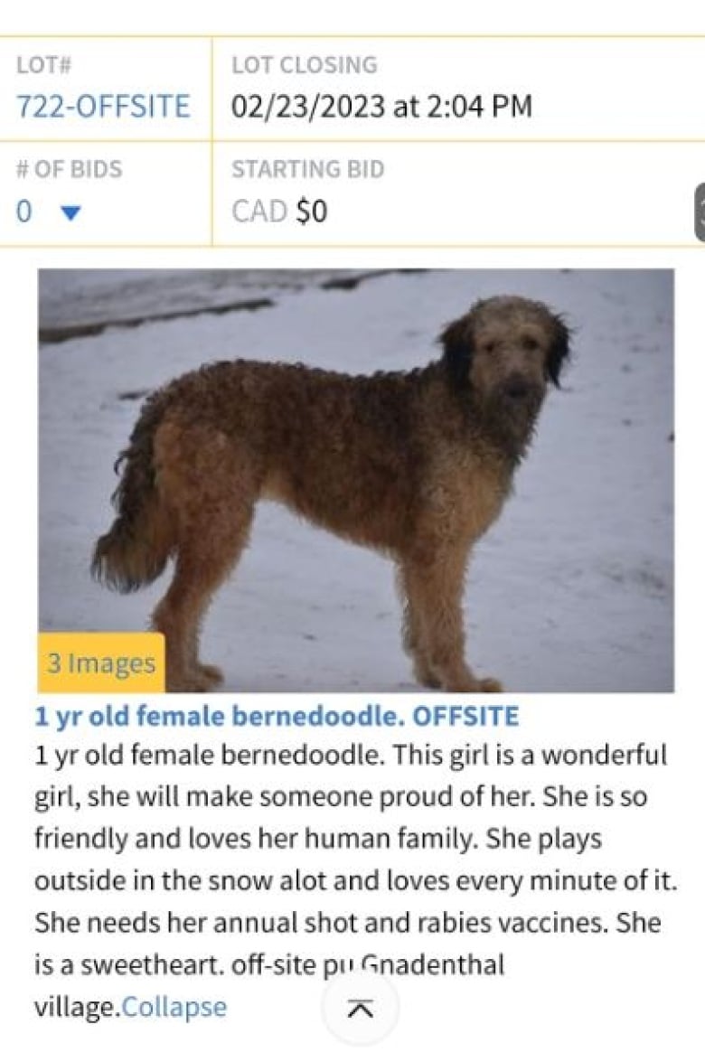 A brown or golden coloured dog standing in the snow