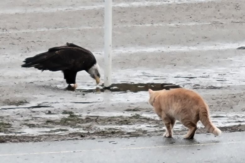 An orange cat stalks a bald eagle drinking from a puddle on a gravel sports field.