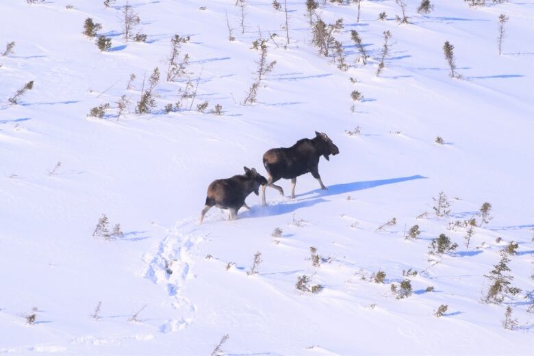 An aerial photo of cow and calf are seen walking through snow.