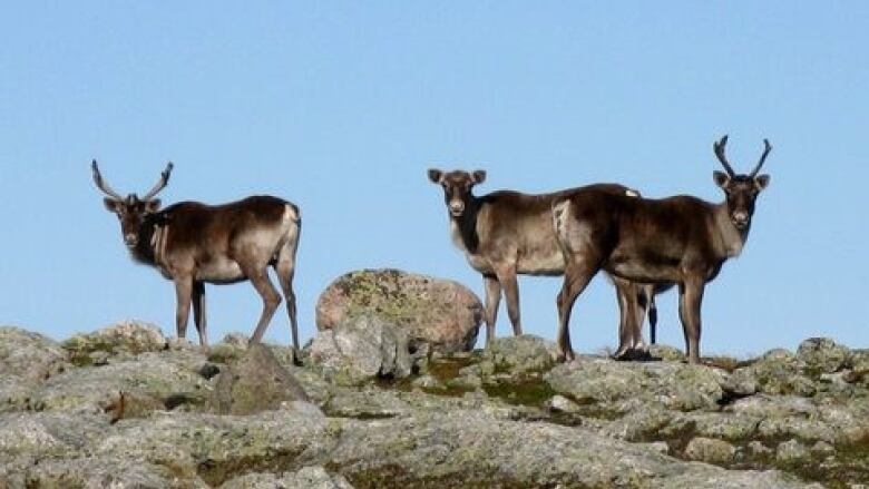 Three boreal caribou stand on a rocky hill.