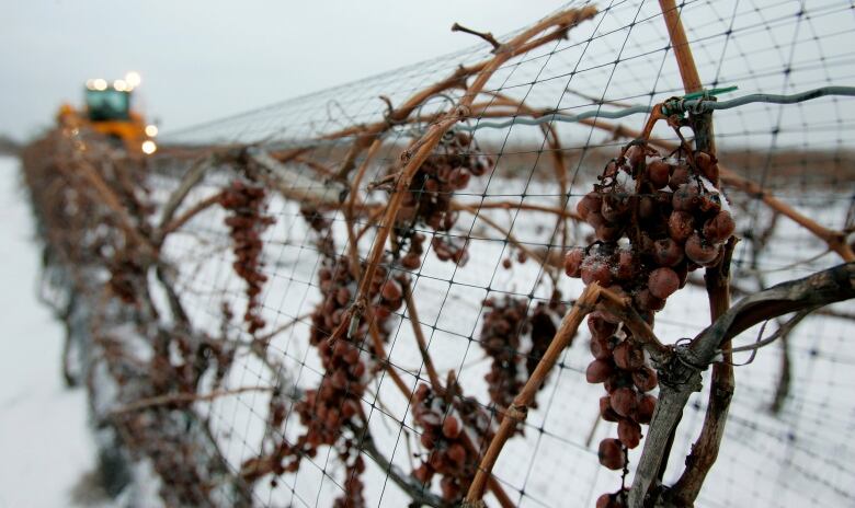 Icewine grapes.